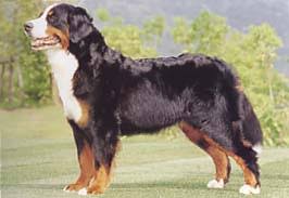 �����Ƒ��Ɍ}����O��